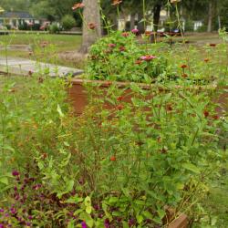 garden at lucas park