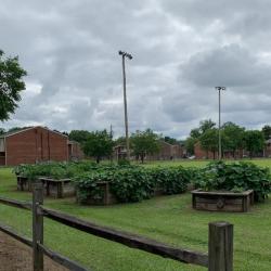 Dr. Iola Jones Park Community Gardens