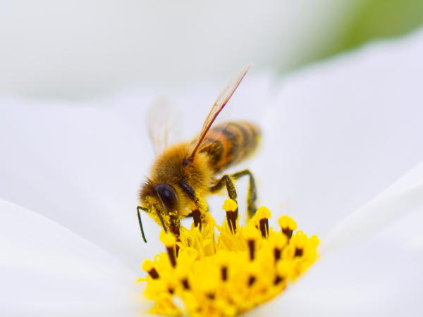 bee